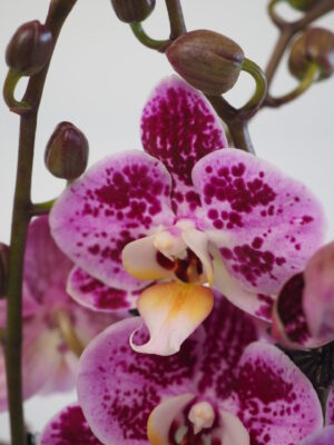 Orkidégødning