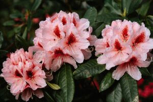 Rhododendrongødning