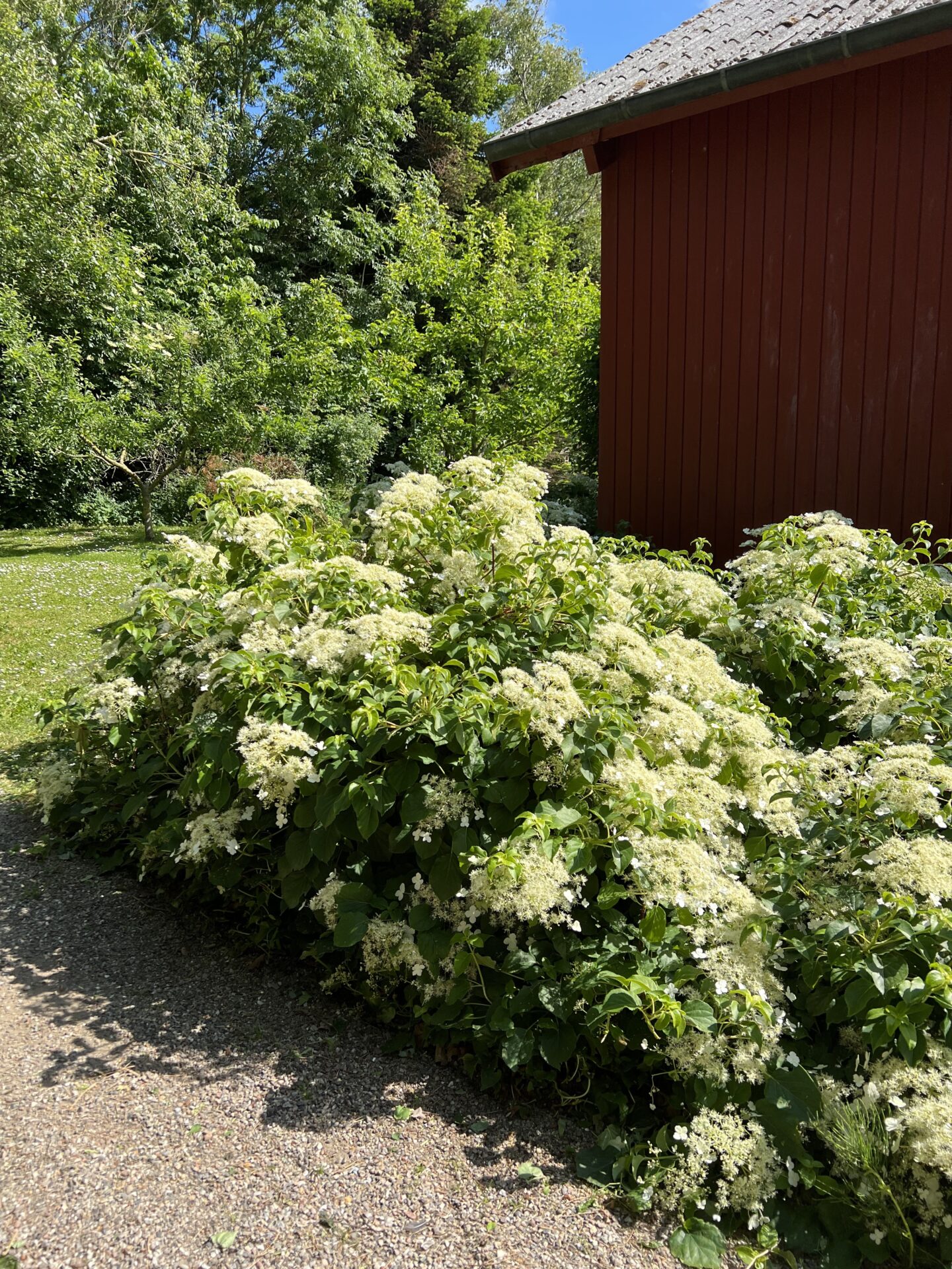 tapperhed brysomme Siesta Klatrehortensia I Hydrangea Petiolaris I Hvid | Greenflora.dk