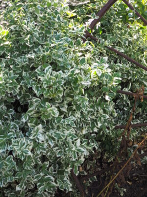 Grønne buske
